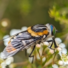 Scaptia (Scaptia) auriflua at ANBG - 31 Jan 2024