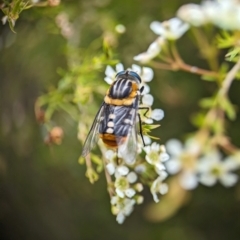 Scaptia (Scaptia) auriflua at ANBG - 31 Jan 2024