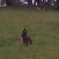 Wallabia bicolor (Swamp Wallaby) at Tarago, NSW - 2 Feb 2024 by DrDJDavidJ