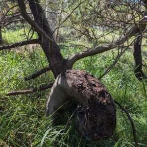 Acacia decurrens at Black Mountain Peninsula (PEN) - 2 Feb 2024