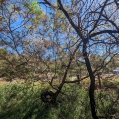 Acacia decurrens at Black Mountain Peninsula (PEN) - 2 Feb 2024