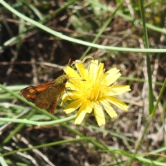 Ocybadistes walkeri (Green Grass-dart) at Black Mountain Peninsula (PEN) - 2 Feb 2024 by HelenCross