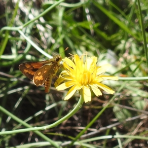 Ocybadistes walkeri at Black Mountain Peninsula (PEN) - 2 Feb 2024 10:17 AM