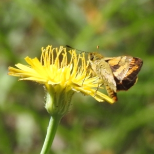 Ocybadistes walkeri at Black Mountain Peninsula (PEN) - 2 Feb 2024 10:17 AM