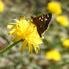 Dispar compacta (Barred Skipper) at Acton, ACT - 1 Feb 2024 by HelenCross