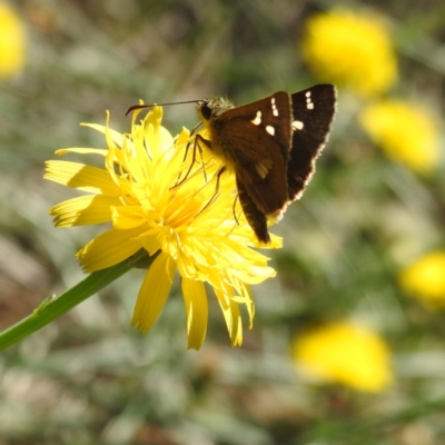 Dispar compacta (Barred Skipper) at Acton, ACT - 1 Feb 2024 by HelenCross