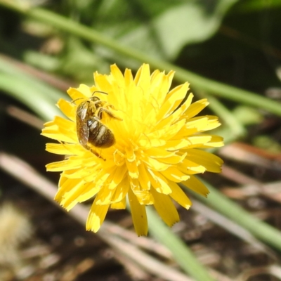 Lasioglossum (Chilalictus) lanarium (Halictid bee) at Lake Burley Griffin West - 1 Feb 2024 by HelenCross