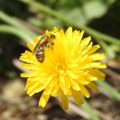 Lasioglossum (Chilalictus) lanarium at Black Mountain Peninsula (PEN) - 2 Feb 2024 10:21 AM