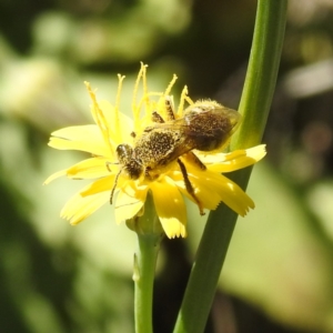 Lasioglossum (Chilalictus) lanarium at Black Mountain Peninsula (PEN) - 2 Feb 2024 10:21 AM