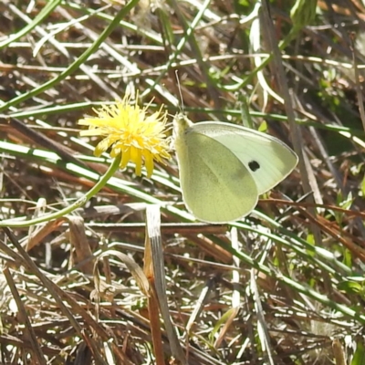 Pieris rapae (Cabbage White) at Lake Burley Griffin West - 2 Feb 2024 by HelenCross