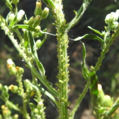 Aphididae (family) (Unidentified aphid) at Lake Burley Griffin West - 1 Feb 2024 by HelenCross