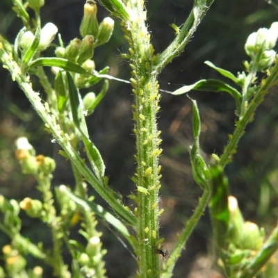 Aphididae (family) (Unidentified aphid) at Acton, ACT - 1 Feb 2024 by HelenCross