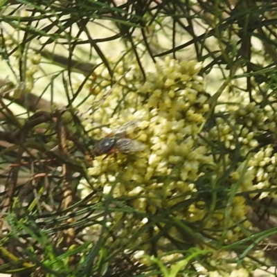 Diptera (order) (Fly - Unidentified) at Lake Burley Griffin West - 1 Feb 2024 by HelenCross