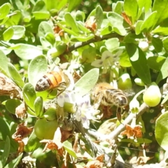 Apis mellifera (European honey bee) at Lake Burley Griffin West - 1 Feb 2024 by HelenCross