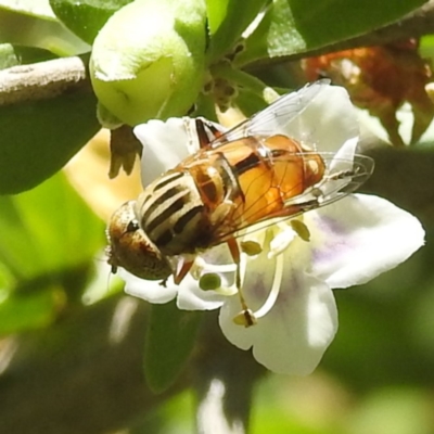 Eristalinus punctulatus (Golden Native Drone Fly) at Lake Burley Griffin West - 1 Feb 2024 by HelenCross