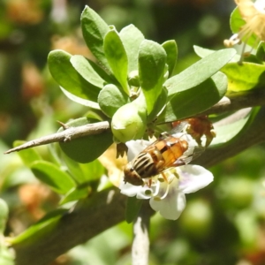 Eristalinus punctulatus at Black Mountain Peninsula (PEN) - 2 Feb 2024