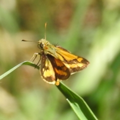 Ocybadistes walkeri (Green Grass-dart) at Lake Burley Griffin West - 2 Feb 2024 by HelenCross