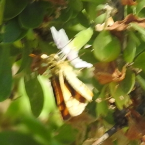 Ocybadistes walkeri at Black Mountain Peninsula (PEN) - 2 Feb 2024