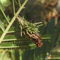 Unidentified Case moth (Psychidae) at Black Mountain Peninsula (PEN) - 1 Feb 2024 by HelenCross