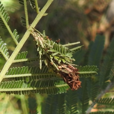 Lomera zophopepla at Black Mountain Peninsula (PEN) - 2 Feb 2024 by HelenCross