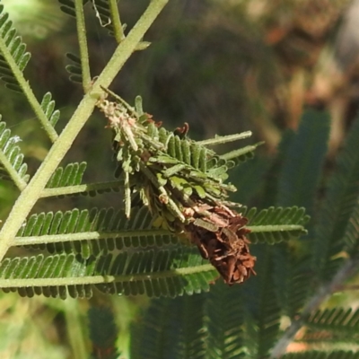 Lomera zophopepla at Black Mountain Peninsula (PEN) - 1 Feb 2024 by HelenCross