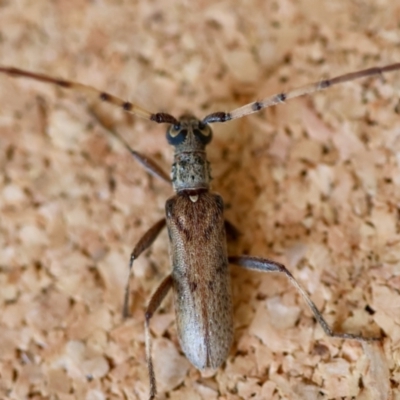 Unidentified Longhorn beetle (Cerambycidae) at Moruya, NSW - 2 Feb 2024 by LisaH