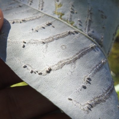 Aleyrodidae sp. (family) (Whitefly) at Black Mountain Peninsula (PEN) - 1 Feb 2024 by HelenCross