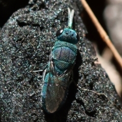 Chrysididae (family) (Cuckoo wasp or Emerald wasp) at Moruya, NSW - 2 Feb 2024 by LisaH