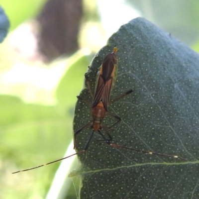 Rayieria acaciae (Acacia-spotting bug) at Lake Burley Griffin West - 2 Feb 2024 by HelenCross