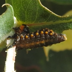 Chrysomelidae sp. (family) (Unidentified Leaf Beetle) at Black Mountain Peninsula (PEN) - 2 Feb 2024 by HelenCross