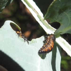 Chrysomelidae sp. (family) at Black Mountain Peninsula (PEN) - 2 Feb 2024