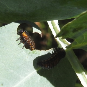 Chrysomelidae sp. (family) at Black Mountain Peninsula (PEN) - 2 Feb 2024