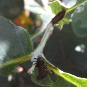 Paropsis (paropsine) genus-group at Black Mountain Peninsula (PEN) - 2 Feb 2024