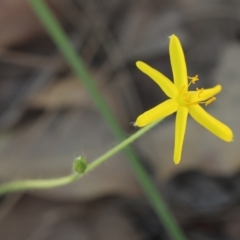 Hypoxis hygrometrica var. splendida at Broulee Moruya Nature Observation Area - 2 Feb 2024 by LisaH