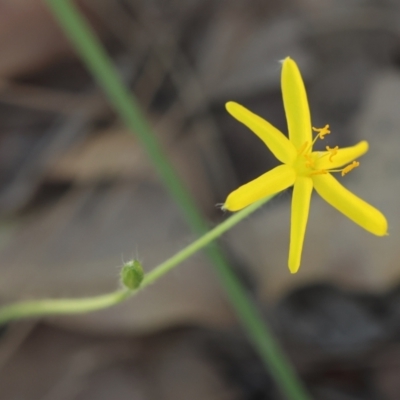 Hypoxis hygrometrica var. splendida at Moruya, NSW - 2 Feb 2024 by LisaH