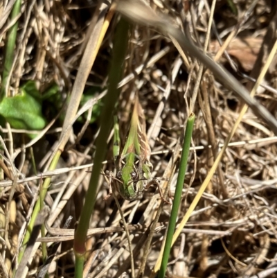 Oedaleus australis (Australian Oedaleus) at Hall, ACT - 2 Feb 2024 by strigo