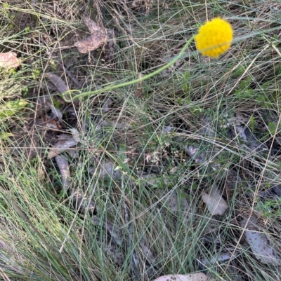 Craspedia aurantia var. jamesii (Large Alpine Buttons) at Brindabella, ACT - 2 Feb 2024 by lbradley