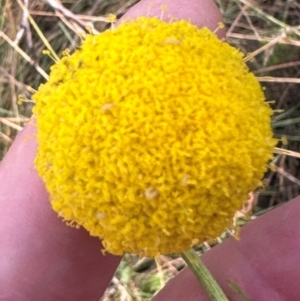 Craspedia aurantia var. jamesii at Brindabella, ACT - 2 Feb 2024