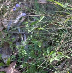 Glycine clandestina (Twining Glycine) at Cotter River, ACT - 2 Feb 2024 by lbradley