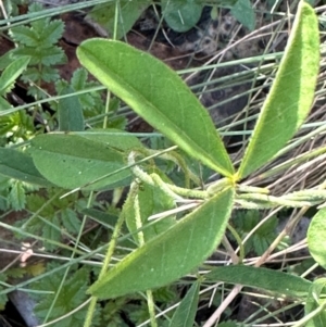 Glycine clandestina at Brindabella, ACT - 2 Feb 2024 05:04 PM