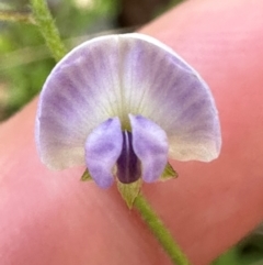 Glycine clandestina at Brindabella, ACT - 2 Feb 2024 05:04 PM