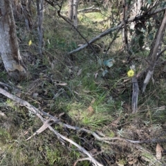 Microseris lanceolata (Yam Daisy) at Namadgi National Park - 2 Feb 2024 by lbradley