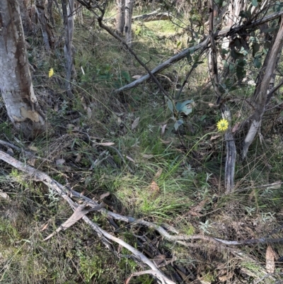 Microseris lanceolata (Yam Daisy) at Brindabella, ACT - 2 Feb 2024 by lbradley