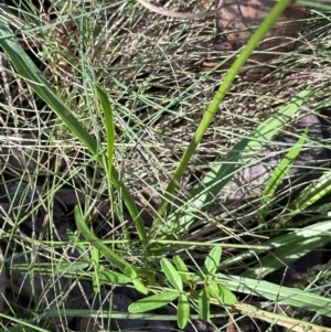 Microseris lanceolata at Namadgi National Park - 2 Feb 2024