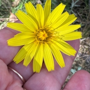 Microseris lanceolata at Brindabella, ACT - 2 Feb 2024 05:02 PM