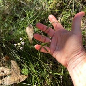 Glycine clandestina at Namadgi National Park - 2 Feb 2024