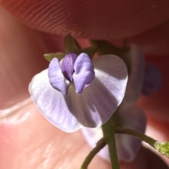 Glycine clandestina at Brindabella, ACT - 2 Feb 2024 04:56 PM