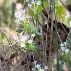 Poranthera microphylla (Small Poranthera) at Cotter River, ACT - 2 Feb 2024 by lbradley