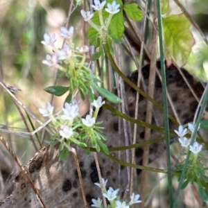 Poranthera microphylla at Brindabella, ACT - 2 Feb 2024