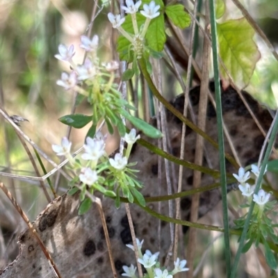 Poranthera microphylla (Small Poranthera) at Brindabella, ACT - 2 Feb 2024 by lbradley